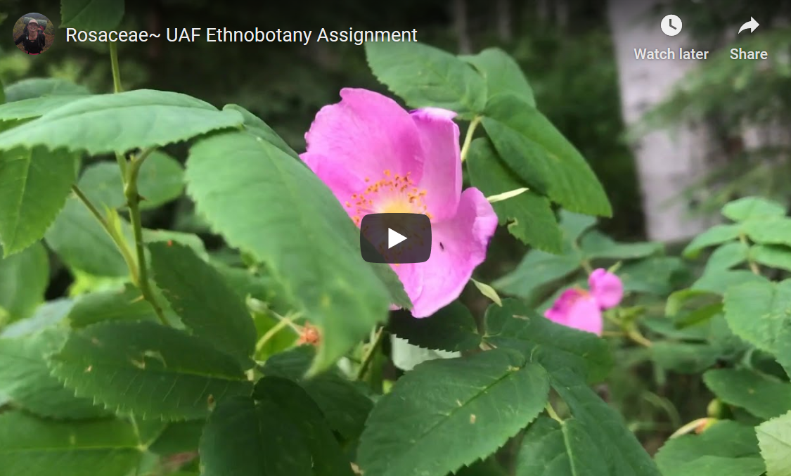 Ethnobotany Student Video in the News!