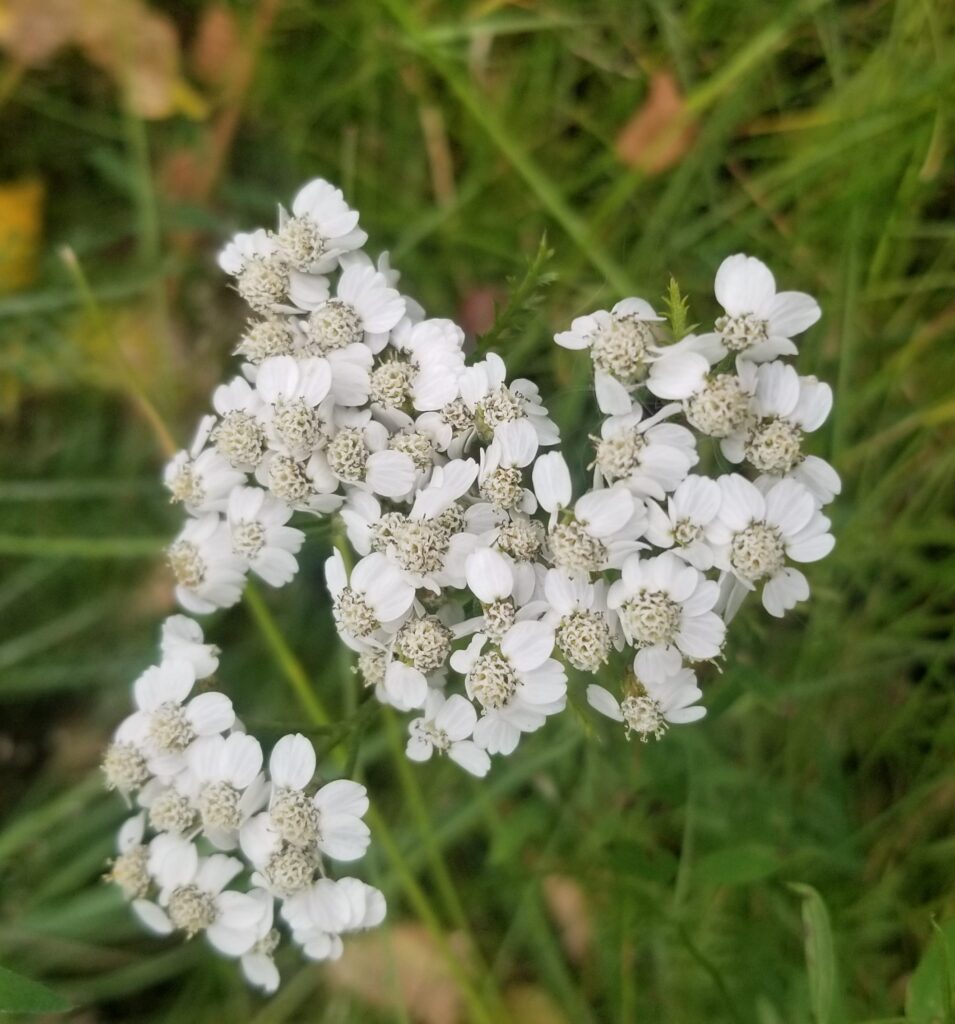 Healing Salve – Alaska Ethnobotany