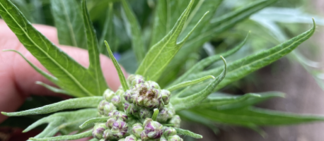 Artemisia- Moon Plants for Women