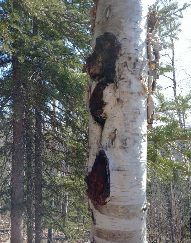 Birch sap - Wikipedia