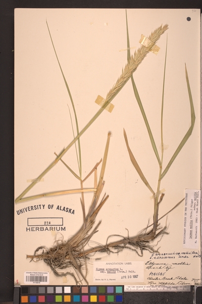 Pressed grass on sheet with herbarium labels
