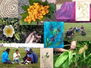 ethnobotany collage