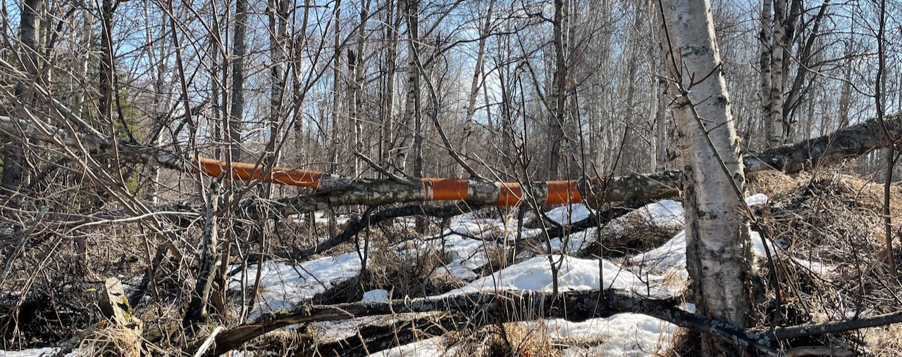 Birken Tree - Birchwater — NeighbourFood