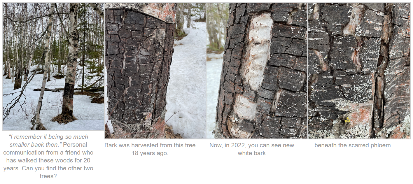 How Old Do Birch Trees Get - Average Lifespan Of A Birch Tree