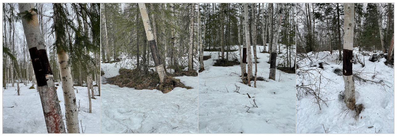 Birken Tree - Birchwater — NeighbourFood