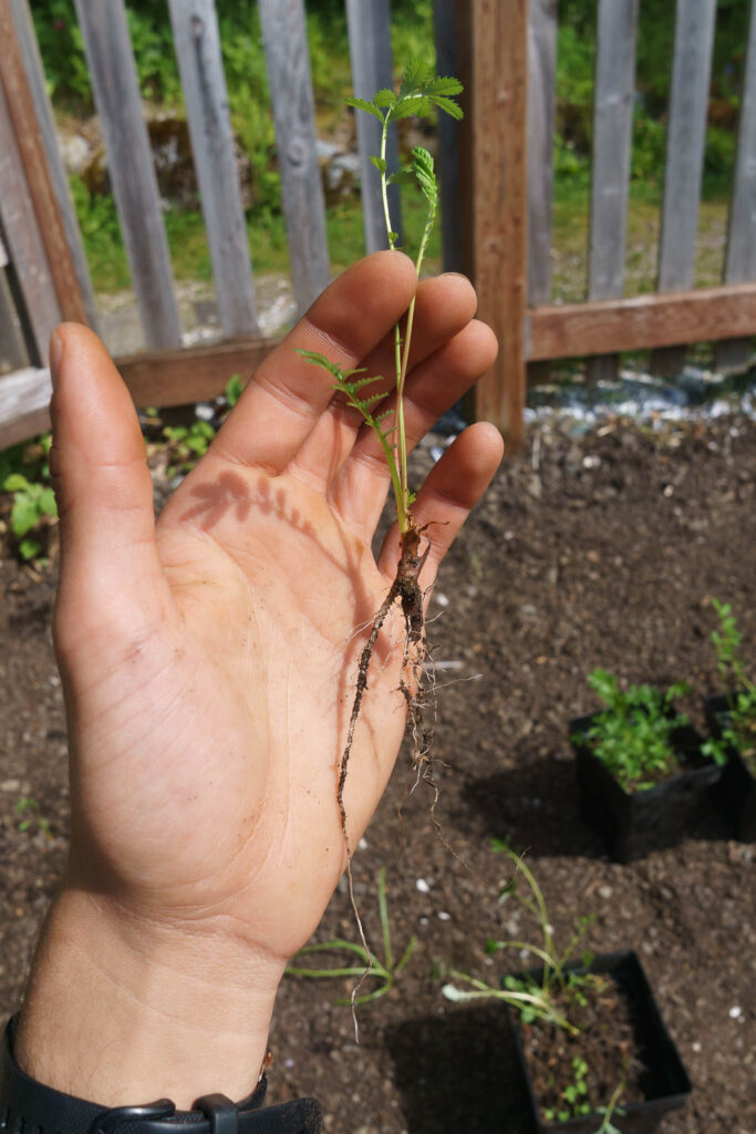 Hand holding young plant with long root