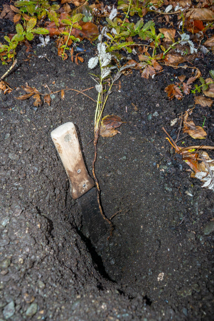 Close-up of shovel digging out a root