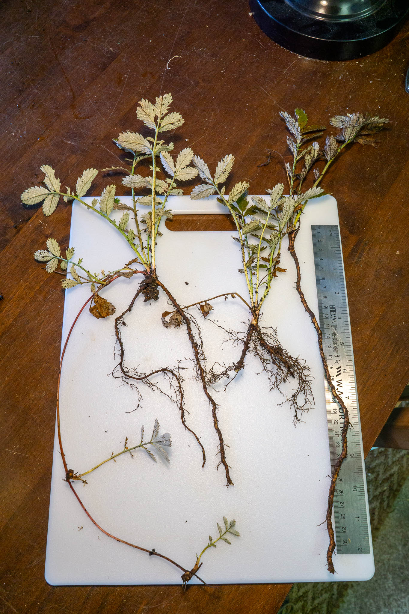 White cutting board with two plants and their roots