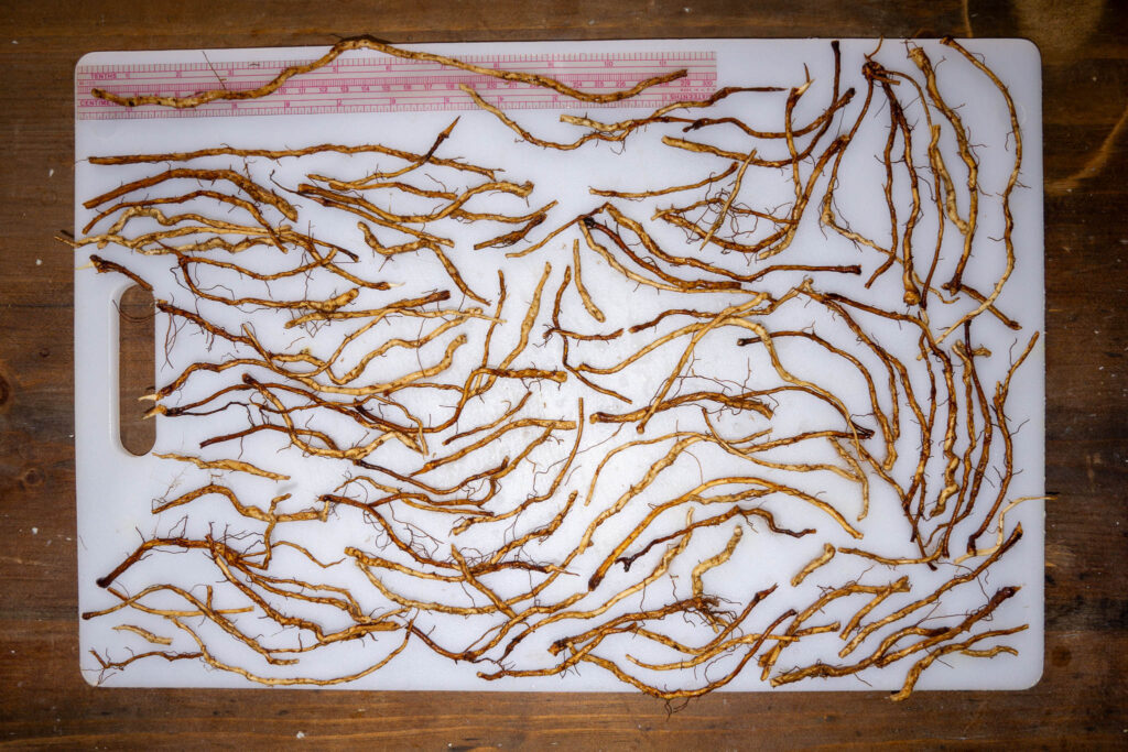 White cutting board displaying many clean roots segments