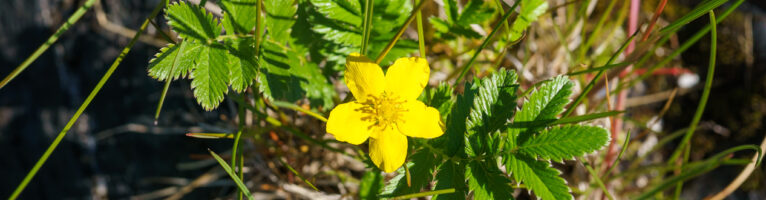 Silverweed: Harvest and Propagation