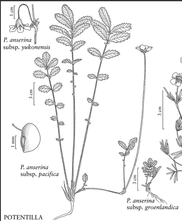 Drawing of silverweed