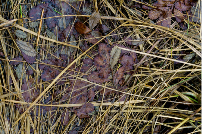 brown leaves on faded grass