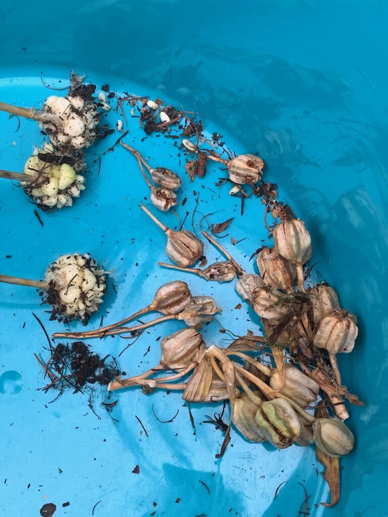 Dry seed pods with white lily bulbs