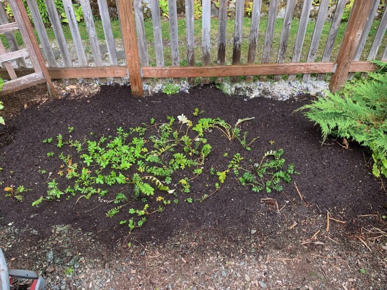 Garden patch with young, green plants