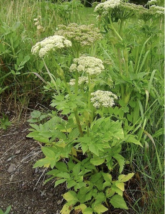 Lush, green plant with white umbels