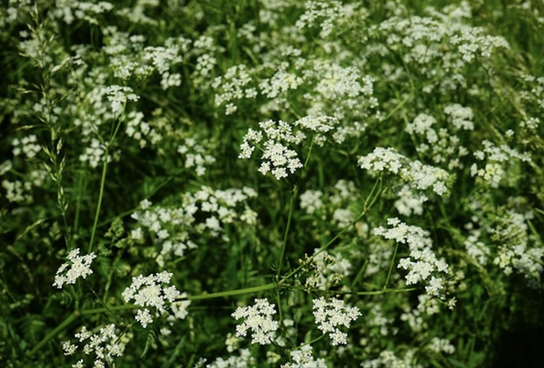 Top-down view of plant with white flowering umbels.