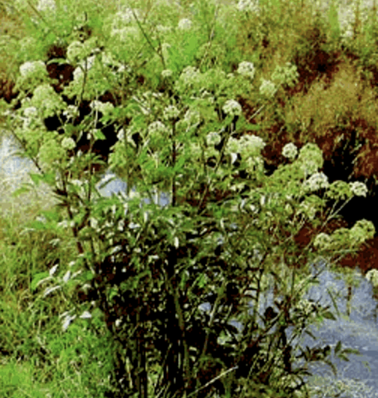 Lush, green plant next to a creek