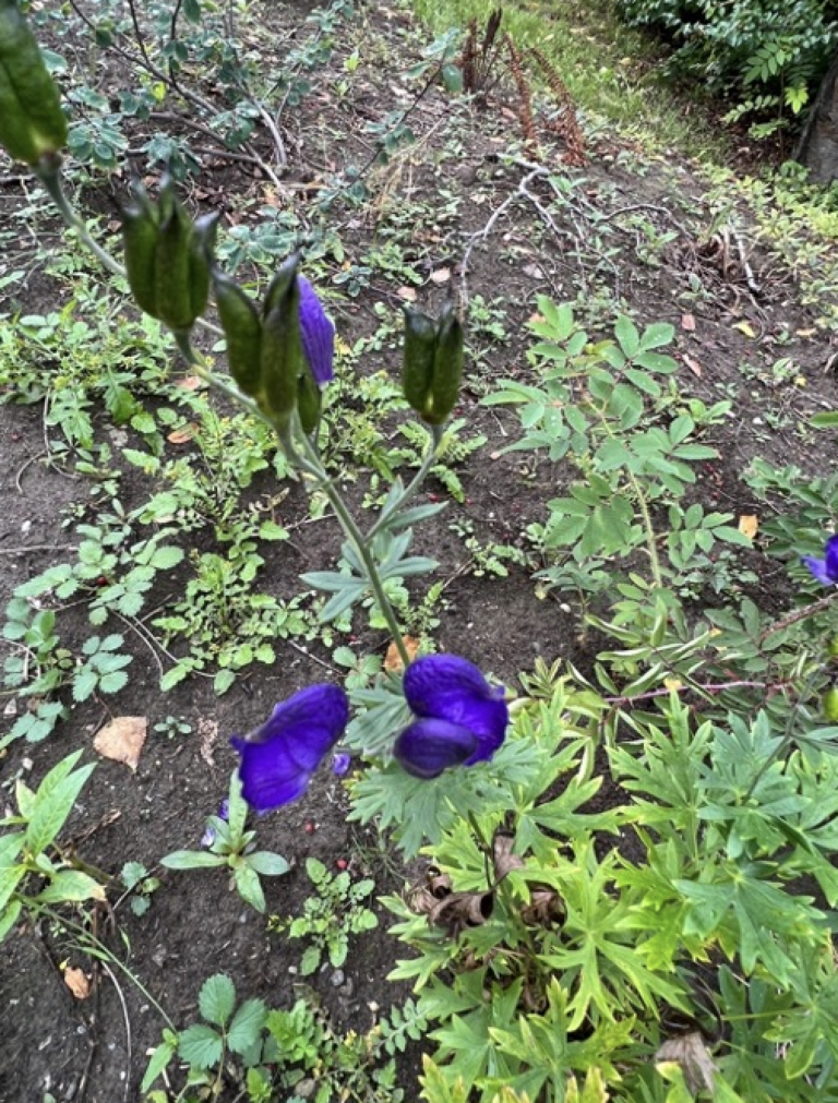 Plant with blue flowers