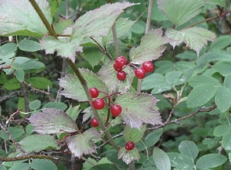 Twig with leaves and red berries