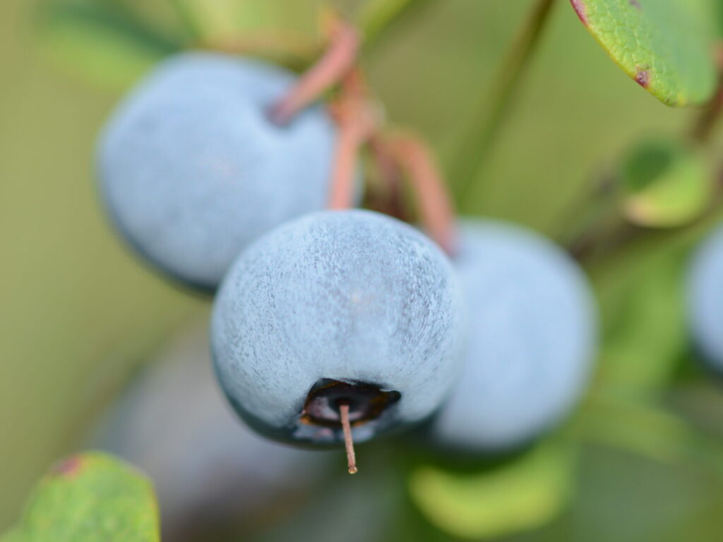 Close-up of blueberries