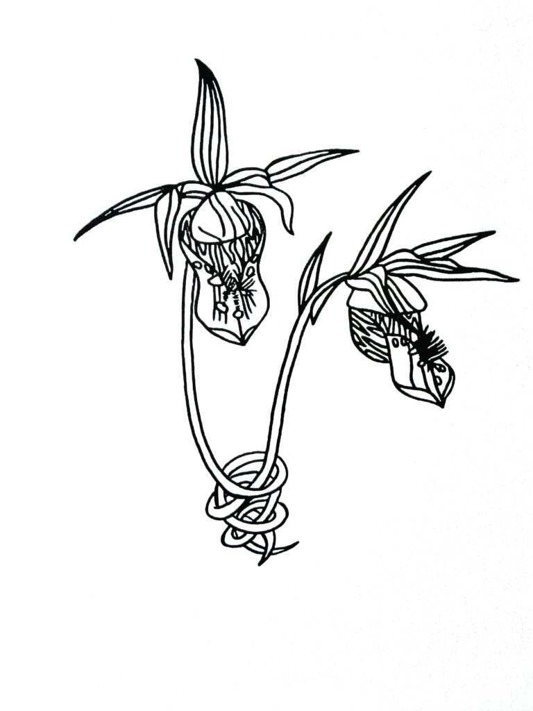 black and white drawing of orchid