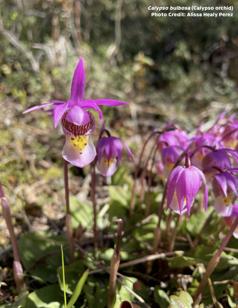 plant with pink flowers